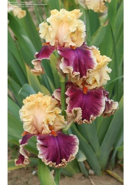 2 Adet Iris-Süsen Pureobractea Çiçek Soğanı Kod 4007 Renkli