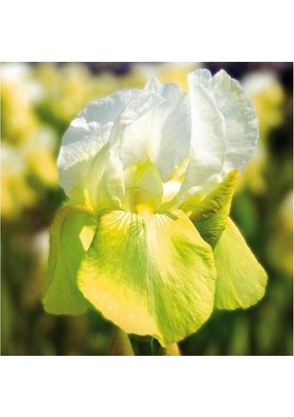 2 Adet Iris-Süsen Pureobractea Çiçek Soğanı Kod 4009 Renkli