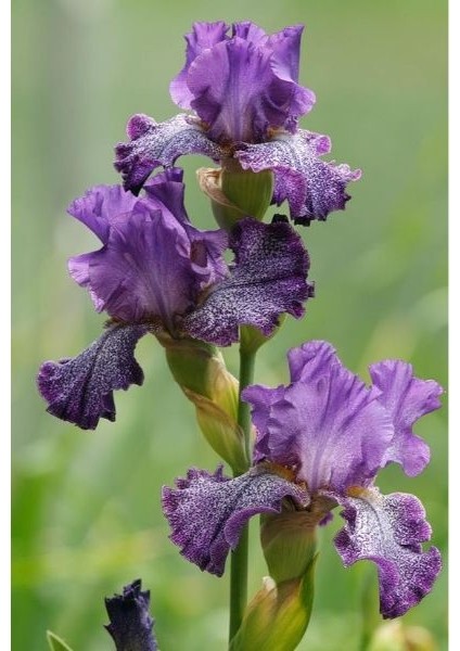 2 Adet Iris-Süsen Pureobractea Çiçek Soğanı Kod 4013 Renkli