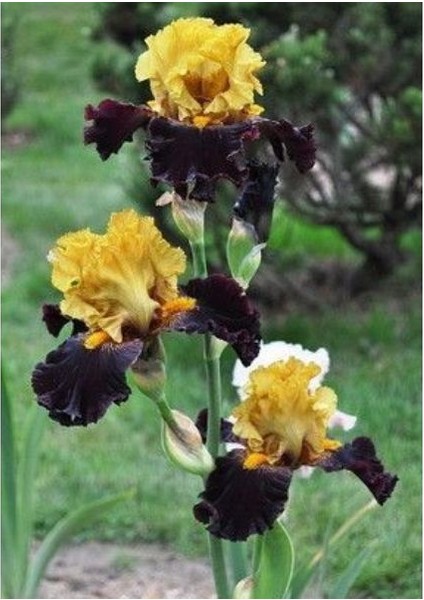 2 Adet Iris-Süsen Pureobractea Çiçek Soğanı Kod 4034 Renkli
