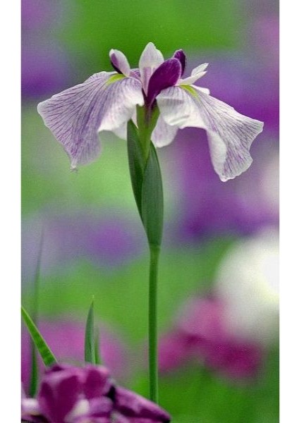 2 Adet Iris-Süsen Pureobractea Çiçek Soğanı Kod 4087 Renkli