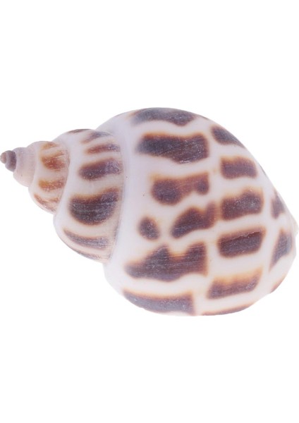 500G Karışık Deniz Plaj Kabukları Zanaat Deniz Kabukları Akvaryum Balık Tankı Dekor # 2 500G (Yurt Dışından) indirimleri