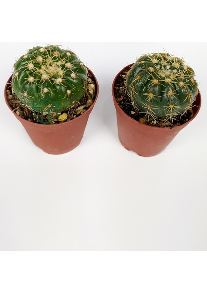 Natocactus Ubelmanianus Kaktüsü Toptan 45 Adet (1 Viyol 5.5 cm Saksıda)