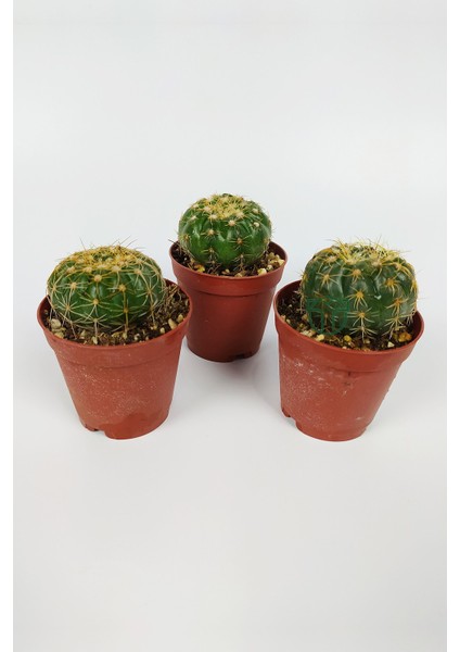 Natocactus Ubelmanianus Kaktüsü Toptan 45 Adet (1 Viyol 5.5 cm Saksıda)