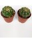 Natocactus Ubelmanianus Kaktüsü Toptan 45 Adet (1 Viyol 5.5 cm Saksıda) 2