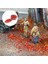 Gerçekçi Minyatür Yaprak Modeli Demiryolu Yapı Malzemeleri Diorama Düzeni Kırmızı (Yurt Dışından) 3