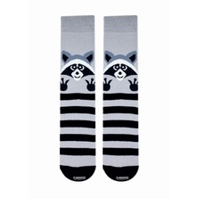 Carnaval Socks Rakun Desenli Renkli Çorap