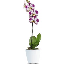 Phalaenopsis Rubby Tek Dallı Çok Renkli Orkide