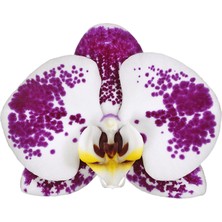 Phalaenopsis Rubby Tek Dallı Çok Renkli Orkide