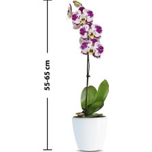 Phalaenopsis Rubby Tek Dallı Çok Renkli Orkide