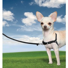 Easy Walk™ Harness - Small Siyah  Köpek Tasması