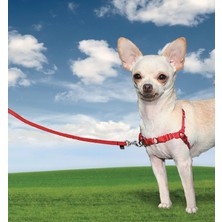 Easy Walk Harness Köpek Göğüs Tasması Small