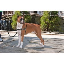 Easy Walk™ Harness - Extra Large Siyah  Köpek Tasması