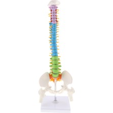 Perfeclan Pelvis ve Femur ile 45 cm Yaşam Boyutu Vertebral Sütun Anatomik Model (Yurt Dışından)