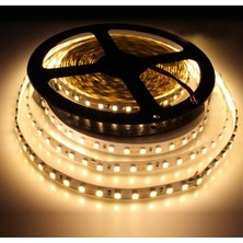 Cata Şerit LED 5630 Gold Şerit LED Gün Işığı Renk 5mt CT-4537
