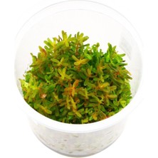 İthal Bitki Rotala Vietnam H'ra Red In Vitro Cup Canlı Bitki 200 cc