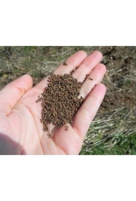 Tarım Garaj Faselya-Arı Otu Tohumu (Oğul Otu)-1 kg
