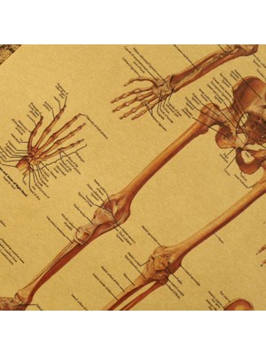 Caph Design Insan Iskeleti Anatomisi Vintage Kraft Poster - 33X48CM
