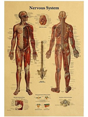 Caph Design Sinir Sistemi Anatomisi Vintage Kraft Poster - 33X48CM