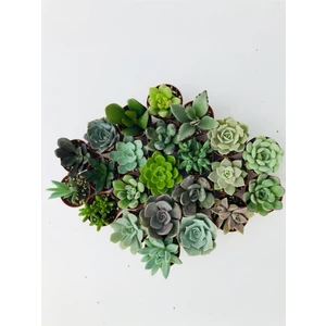 Egzotik Bahçe Egzotikbahçe 10 Adet Sukulent Set - Premium Mix Özel Çeşitler