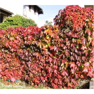 Tohum Cenneti Amerikan Sarmaşığı Tohumu (10 Tohum)