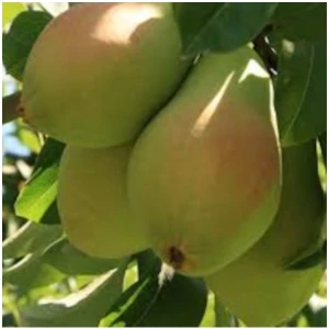 Aşılı Santa Maria Armut Fidanı