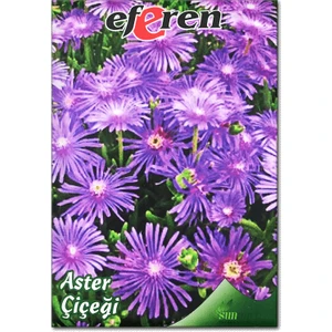 Aster Çiçeği Tohumu