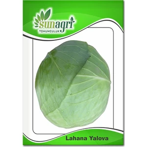 Yalova Lahana Tohumu