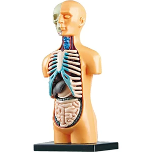 3D Insan Vücudu Torso Modeli Sınıf Gösteri Montaj Oyuncaklar Lab Kitleri (Yurt Dışından)
