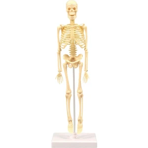 İnsan Anatomisi İskelet Modeli (Yurt Dışından)