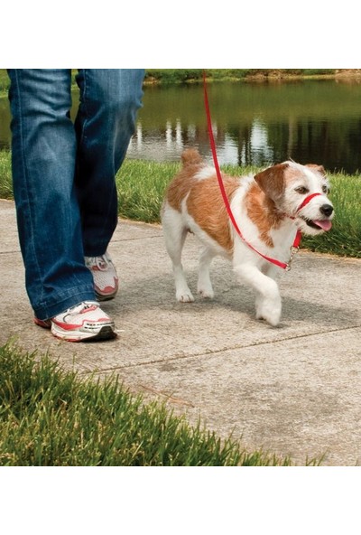 Pet Safe Easy Walk Headcollar Köpek Kafalıklı Tasma Kırmızı Medium (11.4 Kg.-27.2 Kg.)