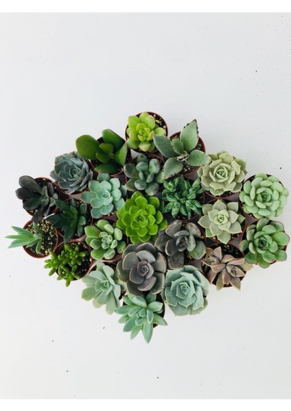Egzotikbahçe 10 Adet Sukulent Set - Premium Mix Özel Çeşitler