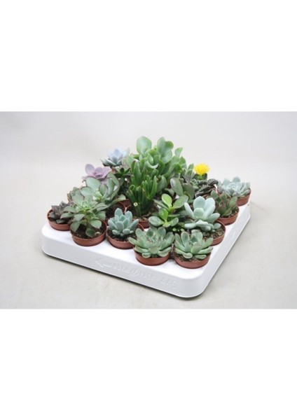 Egzotikbahçe 10 Adet Sukulent Set - Premium Mix Özel Çeşitler