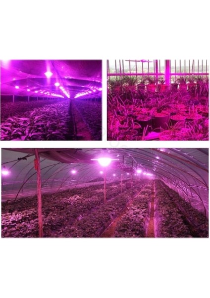 1 Watt Power LED Grow (Full Spectrum)