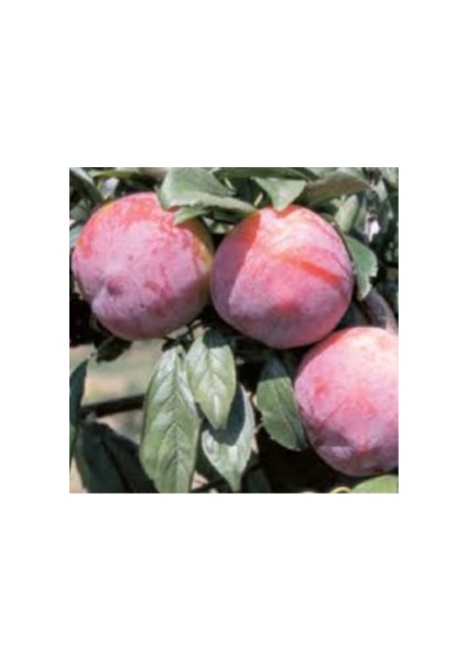 Aşılı Tüplü Japon Eriği Fidanı fiyatları