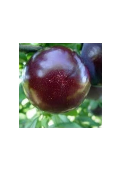 Aşılı Tüplü Japon Eriği Fidanı modelleri