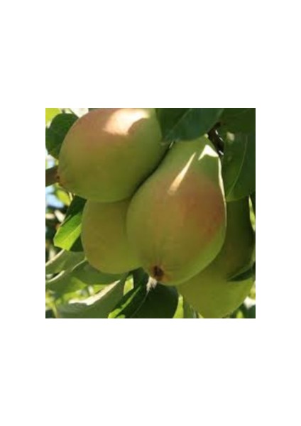 Aşılı Santa Maria Armut Fidanı