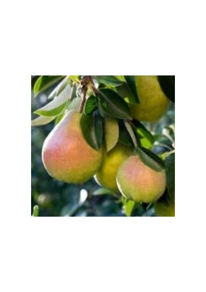 Aşılı Santa Maria Armut Fidanı fiyatları