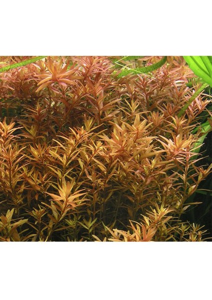 Rotala Rotundifolia 2 Bağ Canlı Akvaryum Bitkisi