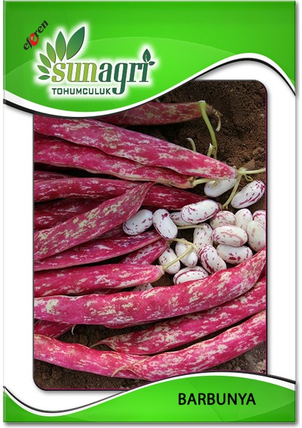 Barbunya(Oturak) Tohumu
