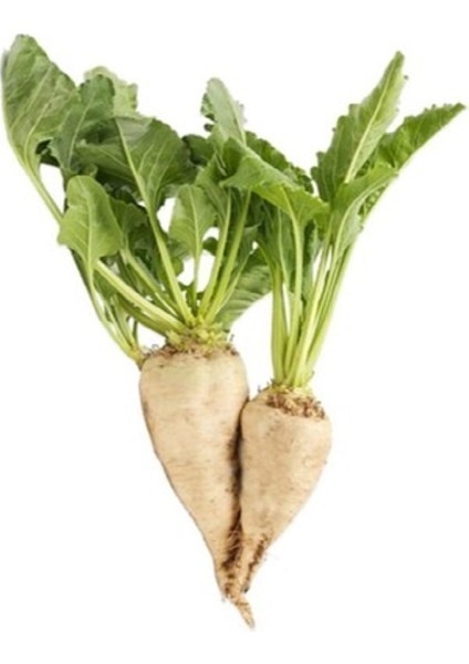 Şeker Pancarı Tohumu fiyatları