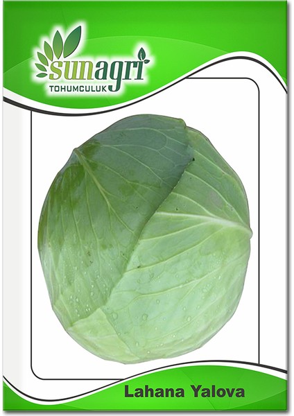 Yalova Lahana Tohumu