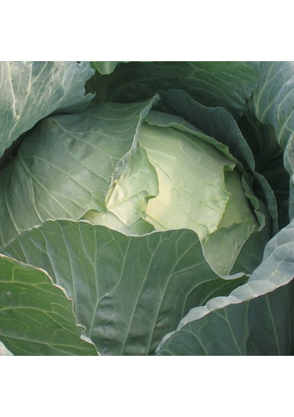 Yalova Lahana Tohumu fiyatları