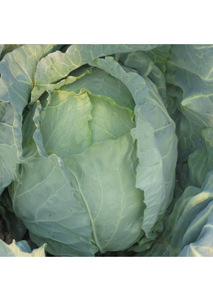 Yalova Lahana Tohumu modelleri