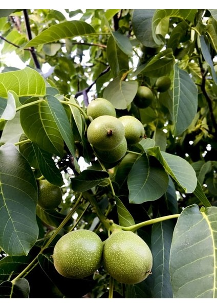 Organik Yerli Ceviz Içi, Doğal Iç Ceviz, Natural Ince Kabuklu Ceviz Içi, Kelebek Beyaz Ceviz Ici modelleri