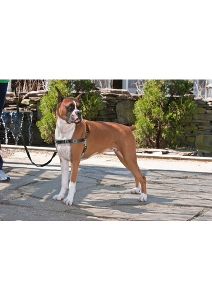 ™ Harness - Extra Large Siyah Köpek Tasması