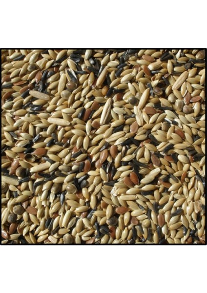 Karışık Kanarya Yemi 5 kg Açık