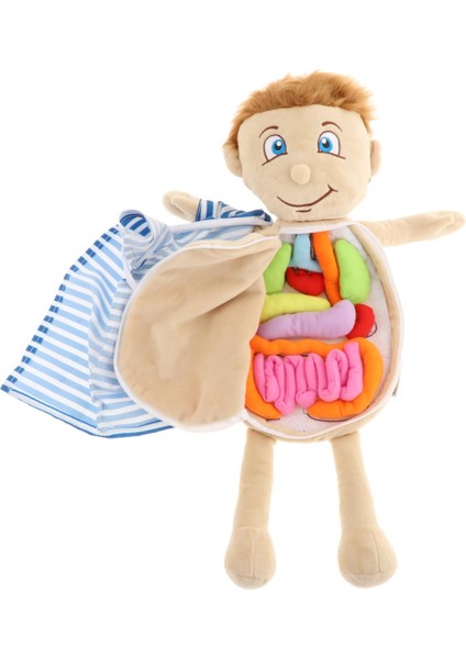 Insan Vücudu Anatomisi Modeli Bilim Öğrenme Oyuncak Eğitici Oyuncaklar Okul Için