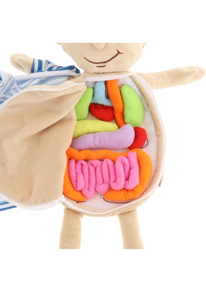 Insan Vücudu Anatomisi Modeli Bilim Öğrenme Oyuncak Eğitici Oyuncaklar Okul Için