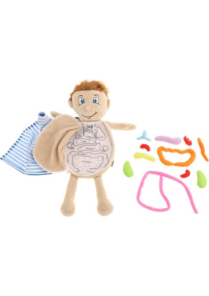 Insan Vücudu Anatomisi Modeli Bilim Öğrenme Oyuncak Eğitici Oyuncaklar Okul Için